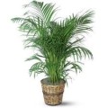 Planta Rhaphis e Areca