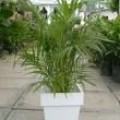 Areca 02