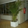 Areca 03
